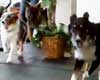 pet daycare in napa