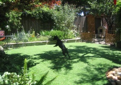 dog day care in napa valley