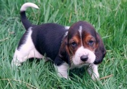 dog daycare in napa valley