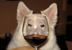 dog friendly wine tours