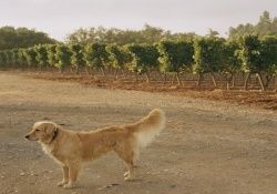 dog friendly wineries in napa