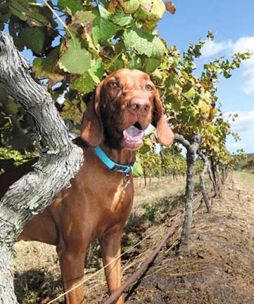 dog park napa valley