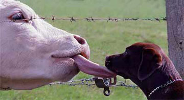 dogs and walking in the countryside